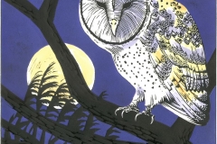 Barn Owl at full moon, Court Lodge Farm