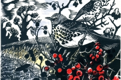 Fieldfares and winter berries, Court Lodge Farm Fieldfares and winter berries, Court Lodge Farm